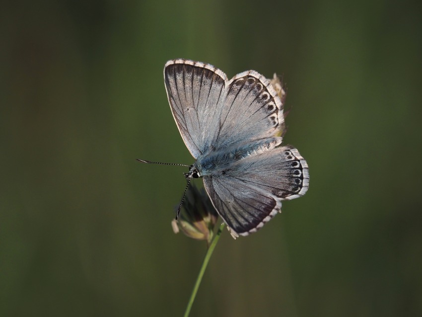 Polyommatus  hispanus